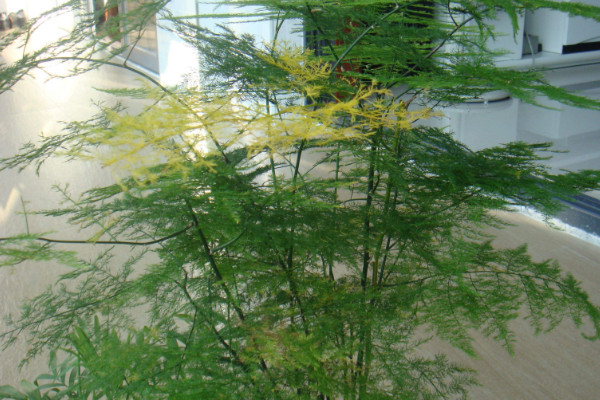 文竹怎么養(yǎng)才能瘋長(zhǎng)，修剪枝葉非常重要