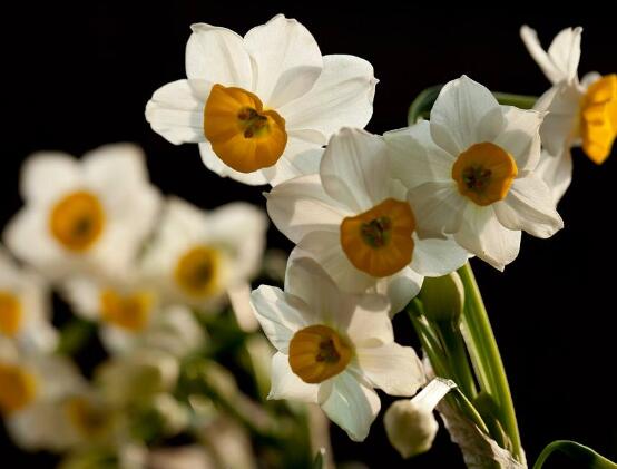 水仙花什么季節(jié)開花，水仙花花期在冬季開放