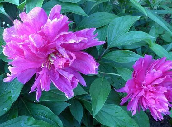盆栽芍藥花的養(yǎng)殖方法，五個(gè)要點(diǎn)幫你生長(zhǎng)的青翠碧綠