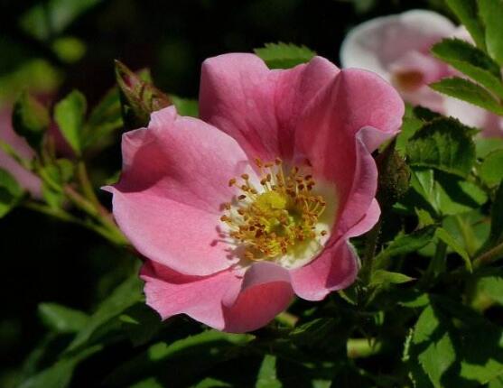 薔薇花圖片大全，細(xì)數(shù)薔薇花八種圖片大全