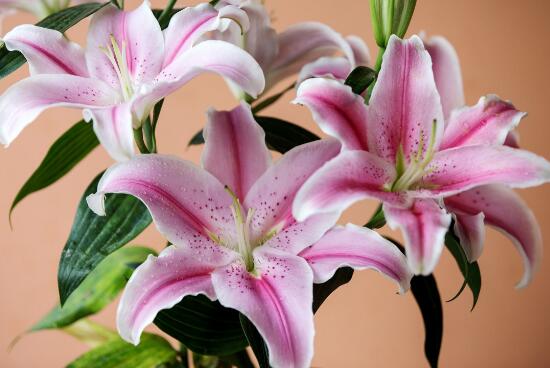 盆栽百合花施什么肥好，百合花怎么施肥/施用氮肥
