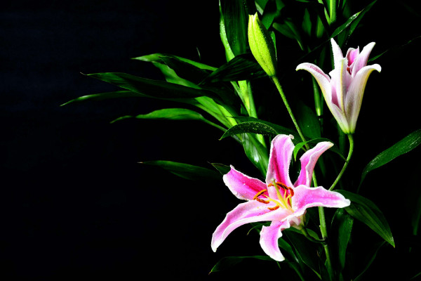 百合花葉子發黃怎么辦，調節水分/光照并殺蟲除菌