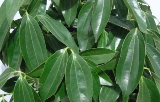 平安樹(shù)圖片，平安樹(shù)開(kāi)花圖片