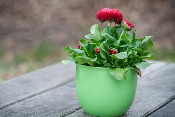 菊花冬天怎么養，首先對植株進行修剪