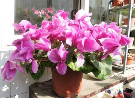 仙客來為什么不開花，仙客來不開花怎么辦