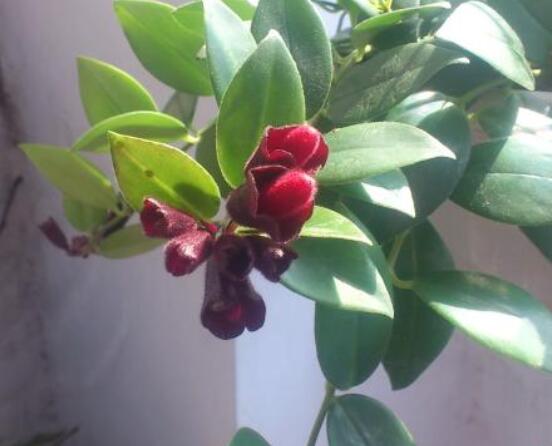 口紅吊蘭怎么繁殖，老農(nóng)教你六個(gè)簡單步驟盆盆爆滿