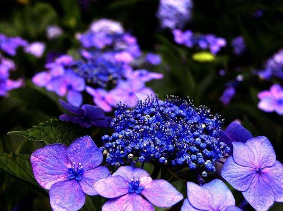 繡球花花期多久，花開(kāi)花謝持續(xù)25天(6-8月開(kāi)花)