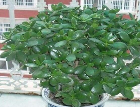 燕子掌能放在室內(nèi)養(yǎng)嗎，能/吸收有害氣體、釋放氧氣(身體健康)