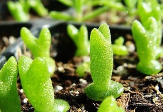 碧光環和枝干番杏的區別，教你兩種最直觀分辨方法