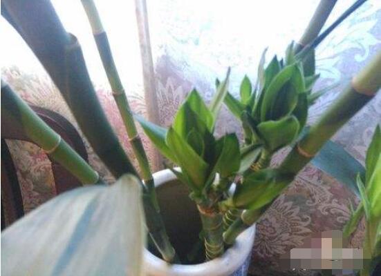 水培的富貴竹葉子發(fā)黃，教你四種解決好辦法(生長碧綠)
