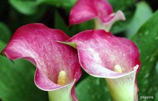 紅色馬蹄蓮花語，圣潔虔誠、永結同心、吉祥如意