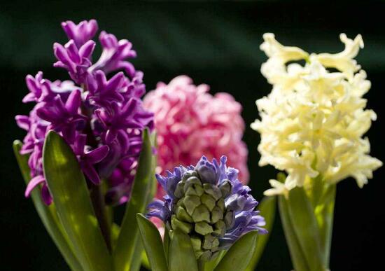 風信子什么時候開花，風信子開花后怎么處理