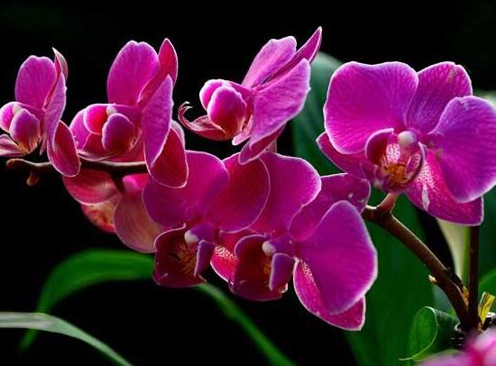蝴蝶蘭什么時候開花，蝴蝶蘭一年開幾次花