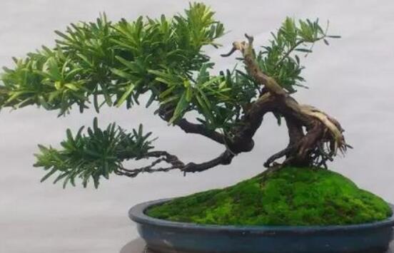 羅漢松盆景怎么摘心，修剪頂部的生長點(樹梢枝為10厘米最佳)