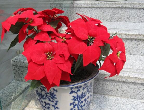 一品紅花語(yǔ)是什么，一品紅花語(yǔ)代表著我的心正在燃燒