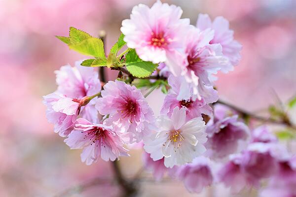 櫻花開花后怎么養護，及時修剪并補充養分