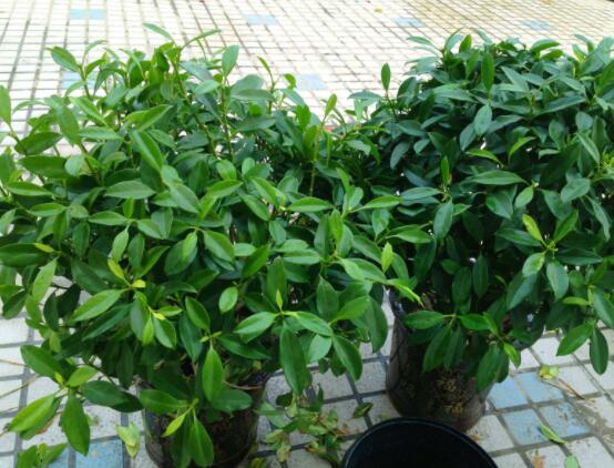 平安樹葉子發黃掉落怎么辦，教你四種解決辦法快速恢復生機