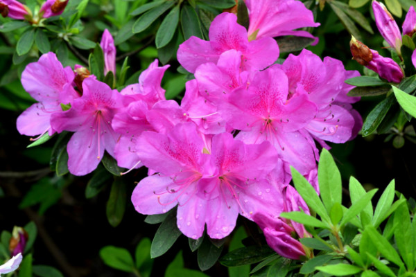 春天開的常見的花，迎春花/桃花/杜鵑花/春蘭等