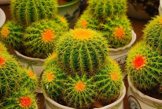 仙人球爛了怎么辦，及時修剪爛根、消毒/保持通風透氣