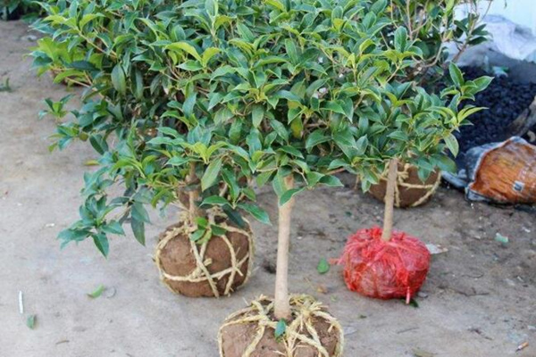 桂花樹種植方法，5步即可完成桂花的種植