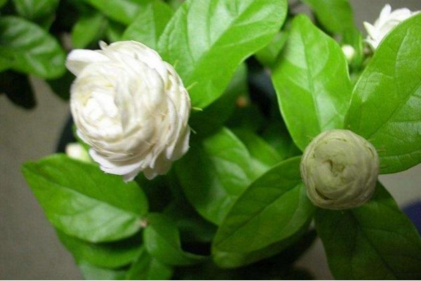 虎頭茉莉有毒嗎，沒有毒性可以方向養(yǎng)護(hù)