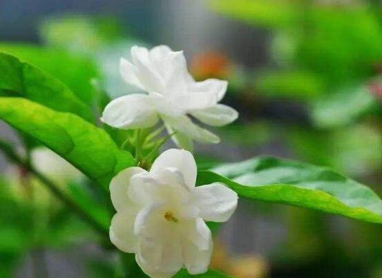茉莉花怎么養，茉莉花養殖方法