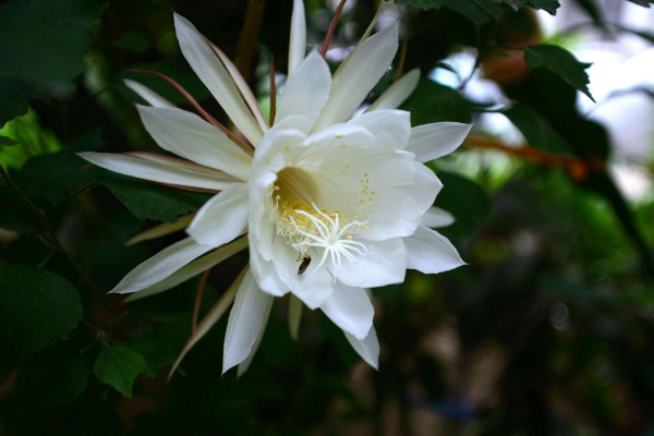 曇花為什么只能一現，生長習性所決定