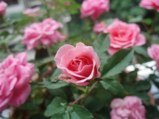 薔薇花種子怎么種，盤點(diǎn)薔薇花種子種法