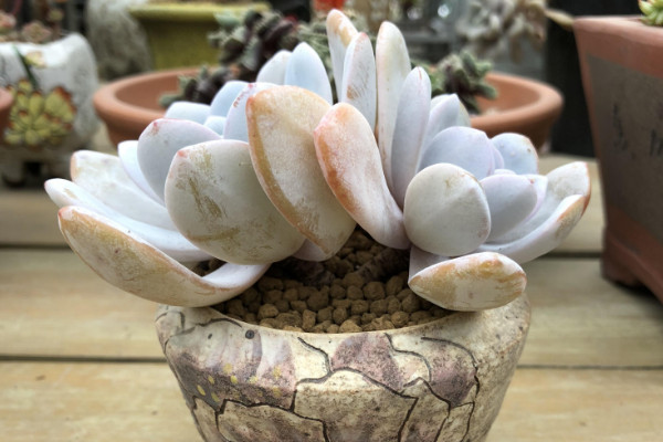 多肉植物雪蓮怎么養(yǎng)，5~25℃的環(huán)境內(nèi)都能存活