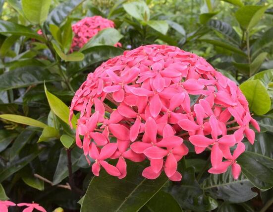 繡球花開花后如何修剪，花后一年修剪兩次(春秋季節(jié))