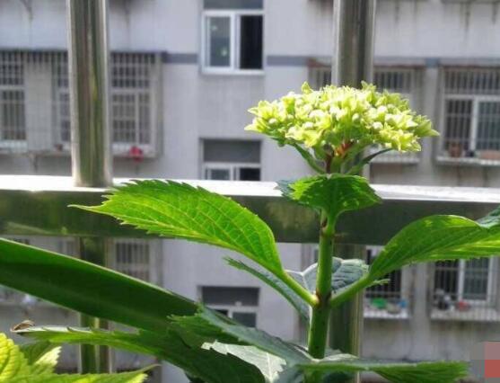 繡球花盆栽養殖方法全解，老農教你八大養殖基本方法