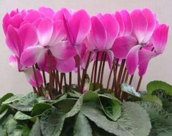仙客來的花有什么特點，仙客來圖片大全鑒賞