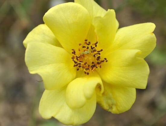 薔薇花什么時候種植，薔薇花幾月種植