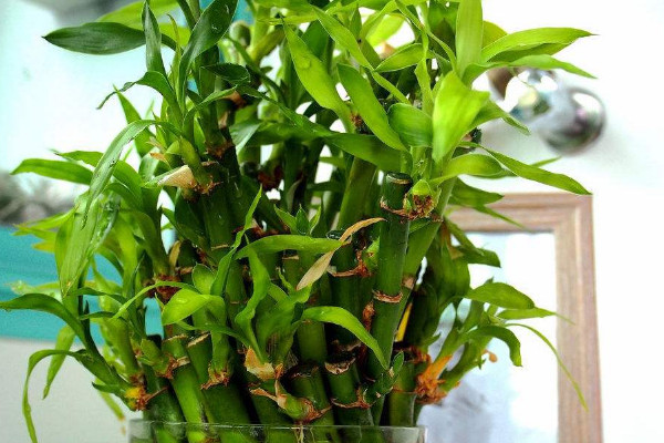 轉(zhuǎn)運(yùn)竹桿發(fā)黃了怎么辦，遮光控溫/調(diào)節(jié)水肥