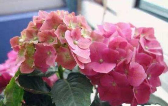 繡球花的栽培管理技術(shù)，老農(nóng)教你最實用的七大養(yǎng)殖方法