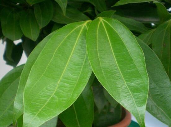 平安樹(shù)的花語(yǔ)，祈求平安、闔家幸福、萬(wàn)事如意