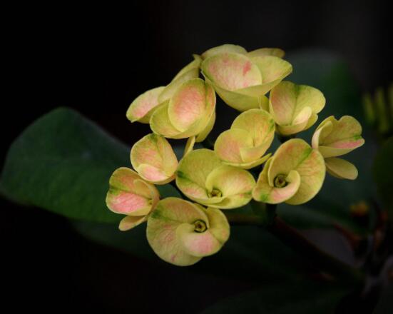 虎刺梅掉葉子怎么辦，四種原因以及解決方法