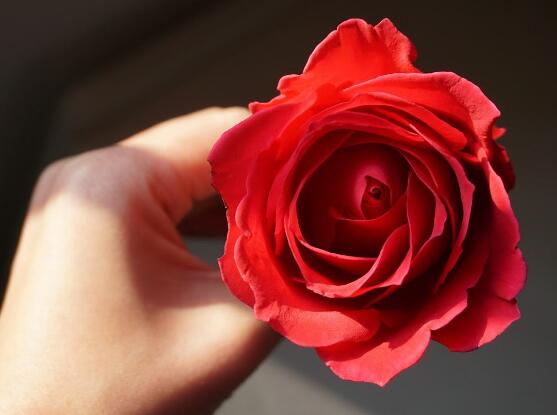 玫瑰花怎么養，玫瑰花養殖方法