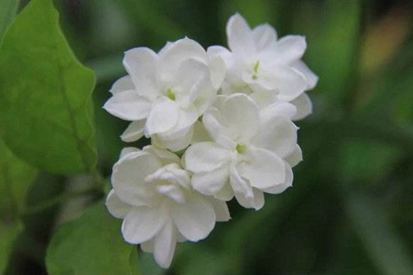 茉莉的養(yǎng)殖方法和注意事項(xiàng)