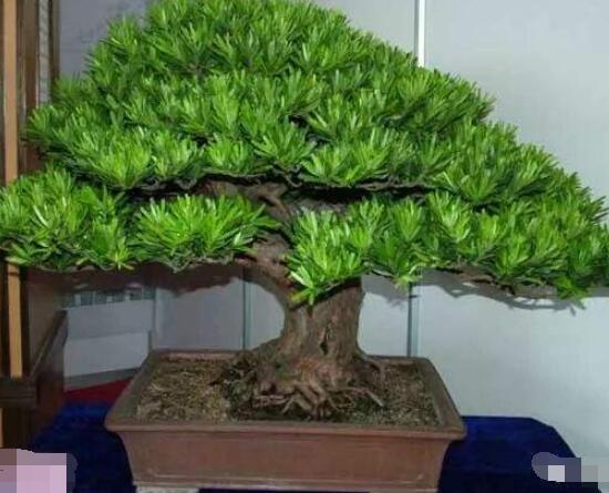 羅漢松寓意是什么，意著招財(cái)進(jìn)寶、長(zhǎng)壽吉祥(美好)