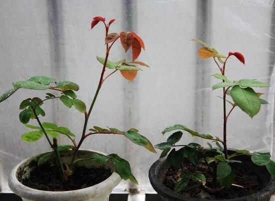 月季花怎么修剪，月季花的修剪方法