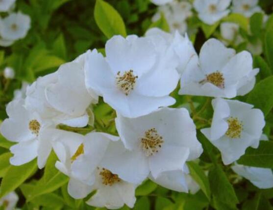 薔薇花葉子發黃怎么辦，薔薇花葉子發黃解決辦法