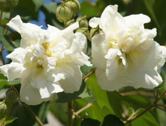白色芙蓉花花語是什么，代表著早熟、纖細(xì)之美、純潔