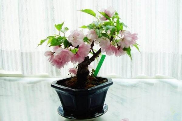 櫻花樹栽培技術(shù)，春秋季節(jié)栽培成活率最高