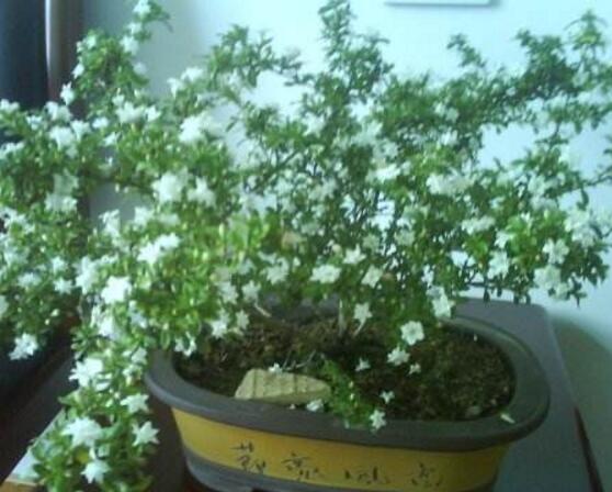 六月雪花期，六月雪花期持續(xù)達(dá)60天(5-7月份)
