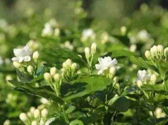 茉莉花施什么肥好，茉莉花施磷鉀肥和有機肥最好