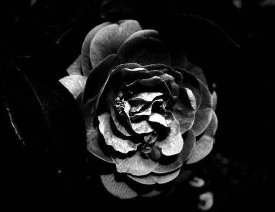 薔薇花的花語大全，細數(shù)薔薇花九大品種花語