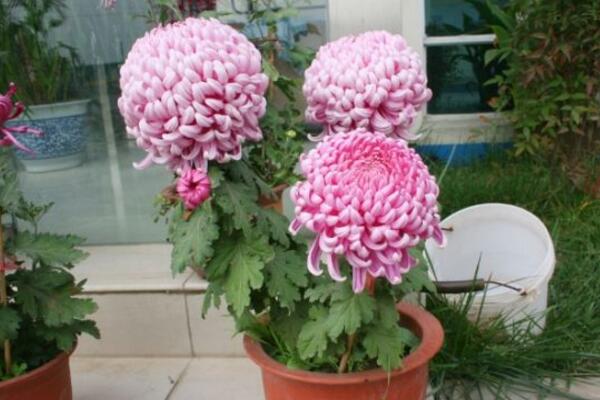 菊花的繁殖方法，可通過扦插、播種、分株、嫁接進(jìn)行繁殖