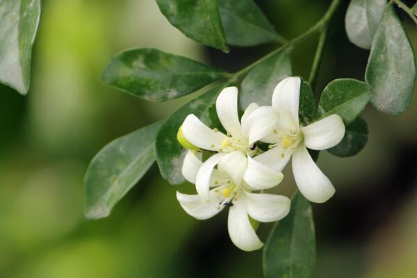 怎么讓九里香開花，5個(gè)要點(diǎn)可讓它的花開得更旺、更久