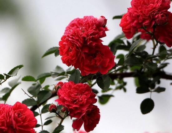 薔薇花的養殖方法和注意事項，八大養殖方法和注意事項